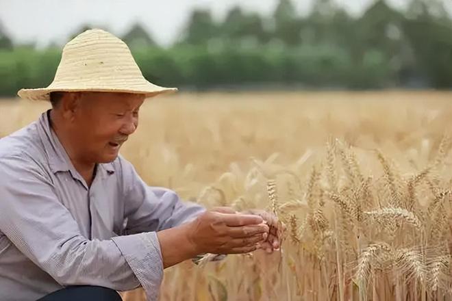 花56年培育小麦被誉为小麦界袁隆平ag旗舰厅注册河南初中毕业的科学家(图11)