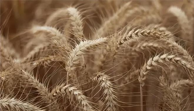 花56年培育小麦被誉为小麦界袁隆平ag旗舰厅注册河南初中毕业的科学家(图12)