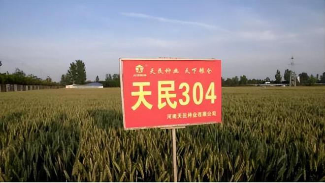 花56年培育小麦被誉为小麦界袁隆平ag旗舰厅注册河南初中毕业的科学家(图16)