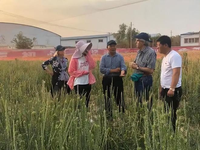花56年培育小麦被誉为小麦界袁隆平ag旗舰厅注册河南初中毕业的科学家(图15)