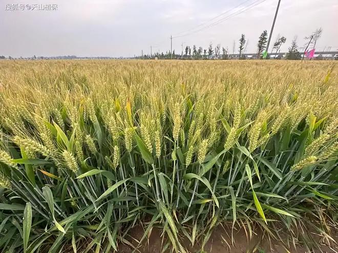 花56年培育小麦被誉为小麦界袁隆平ag旗舰厅注册河南初中毕业的科学家(图17)